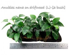 Anubias nana on driftwood (L)-[3 bush]